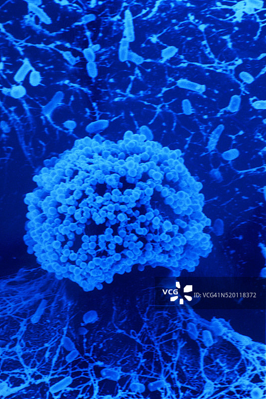 电子显微镜下的金黄色葡萄球菌图片素材