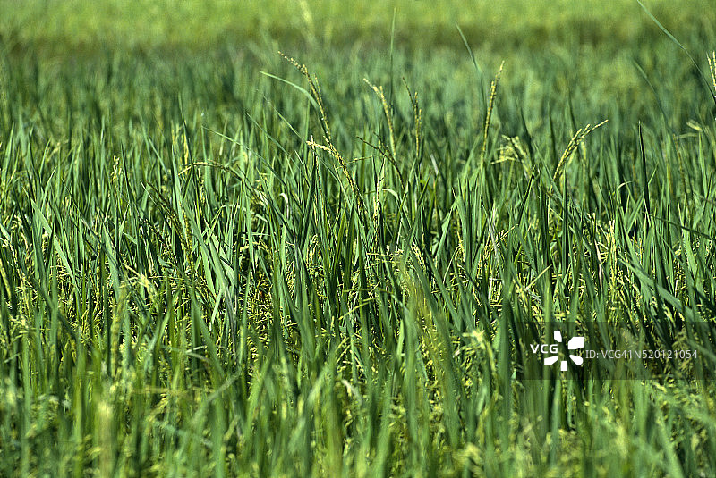 柬埔寨生长的水稻图片素材