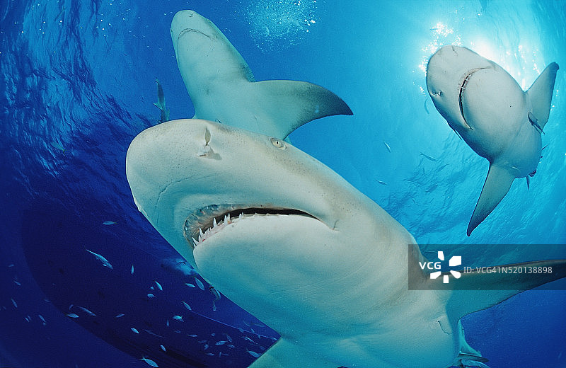 柠檬鲨，短吻真鲨，巴哈马群岛，大巴哈马岛，大西洋图片素材