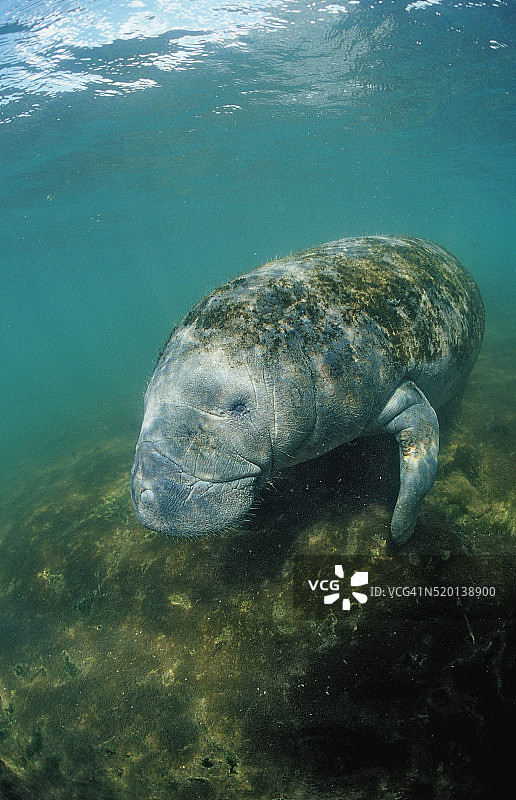 西印度海牛（美国佛罗里达州大沼泽地）图片素材
