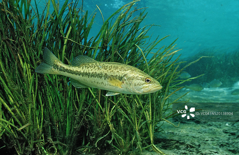 大口黑鲈，美国佛罗里达州图片素材