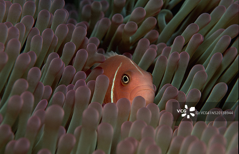 海葵中的粉红海葵鱼（肩章海葵鱼），太平洋图片素材