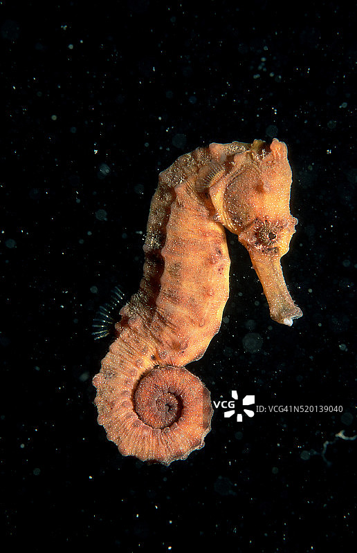 长吻海马（雷氏海马），太平洋图片素材