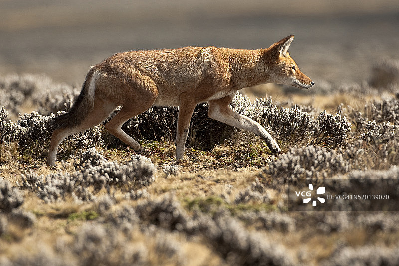 埃塞俄比亚狼的踪迹图片素材