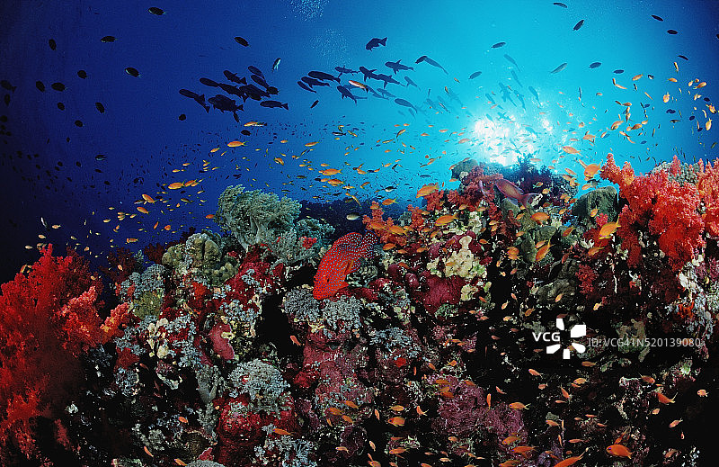 珊瑚石斑鱼和珊瑚礁，塞法洛福利斯米尼亚塔，苏丹，非洲，红海图片素材