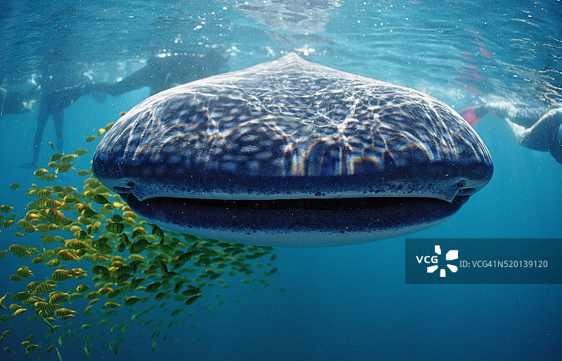 鲸鲨，学名：Rhincodon typus，美国，夏威夷，太平洋图片素材