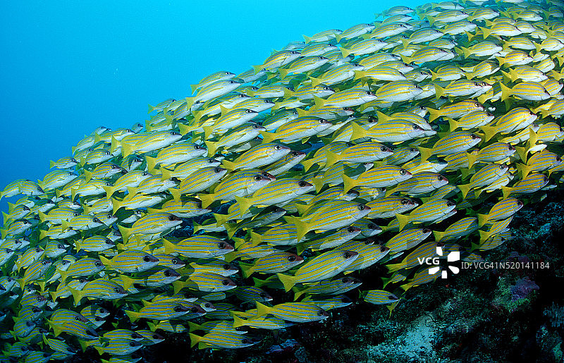 五线笛鲷鱼群（Lutjanus quinquelineatus），印度洋图片素材