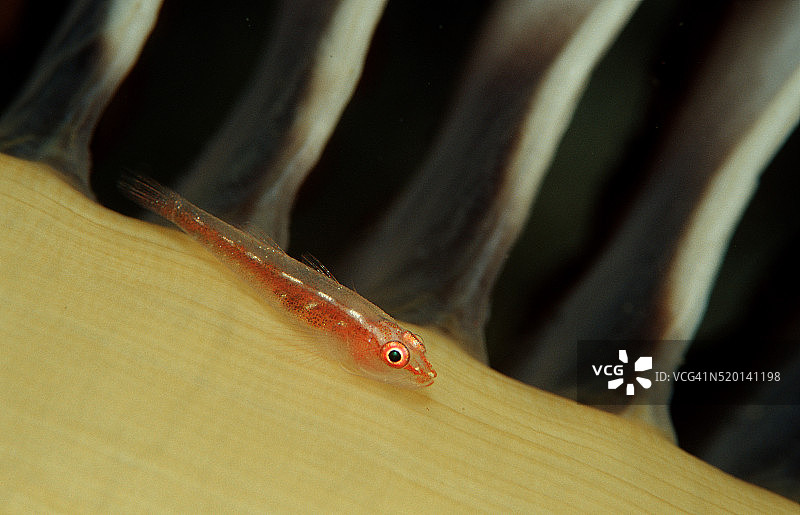 印度洋科莫多国家公园海笔上的 Common Ghost Goby（Pleurosicya mossambica）图片素材