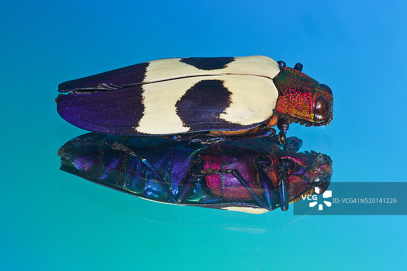 泰国绿宝石甲虫图片素材