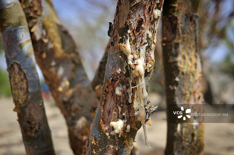 蓬特兰乳香树脂滴图片素材