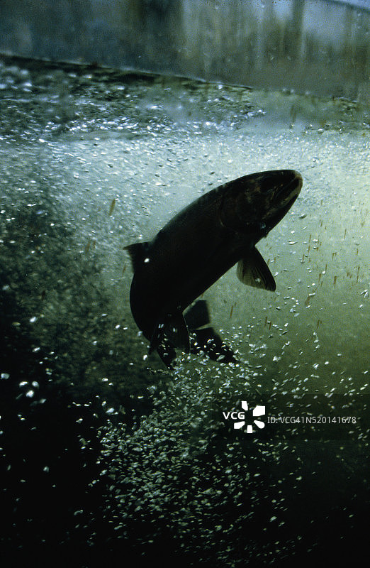 虹鳟鱼跳跃图片素材