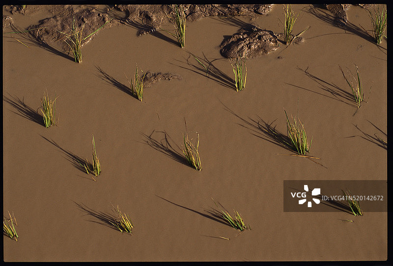 柬埔寨稻田水稻种植图片素材