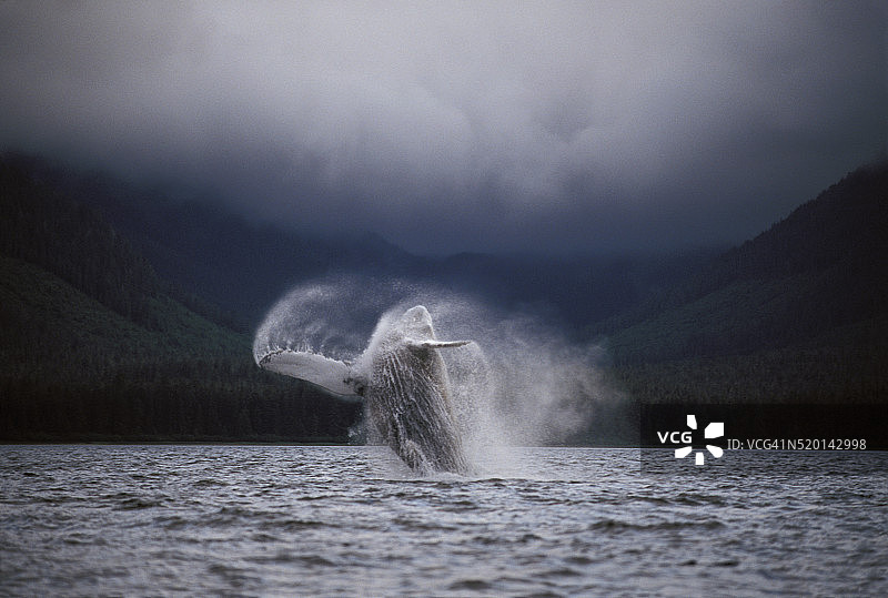 座头鲸跃出水面图片素材