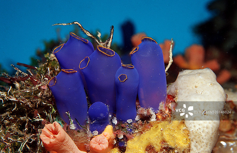 太平洋邦劳岛珊瑚礁上的海鞘图片素材