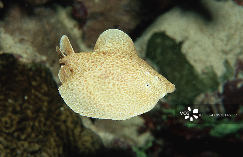 非洲苏丹红海扇形电鳐图片素材