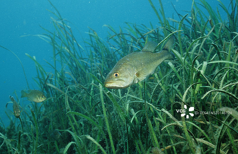 大口黑鲈，美国佛罗里达州图片素材