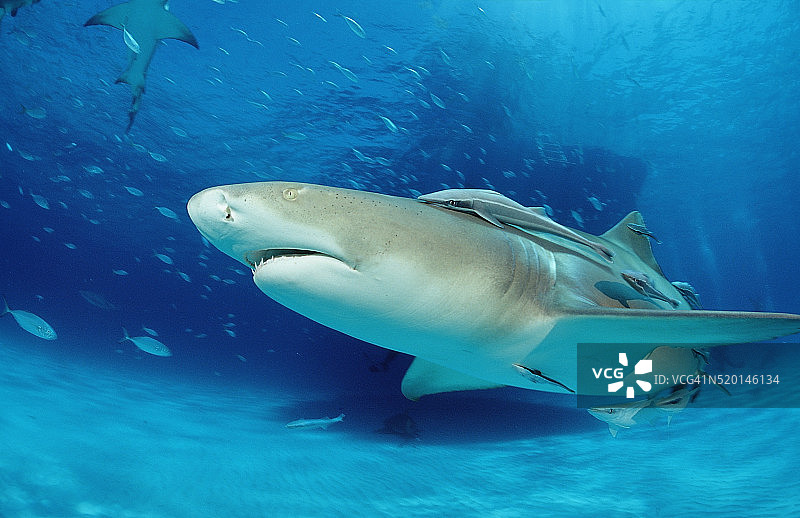 柠檬鲨鱼，巴哈马群岛，大巴哈马岛，大西洋图片素材