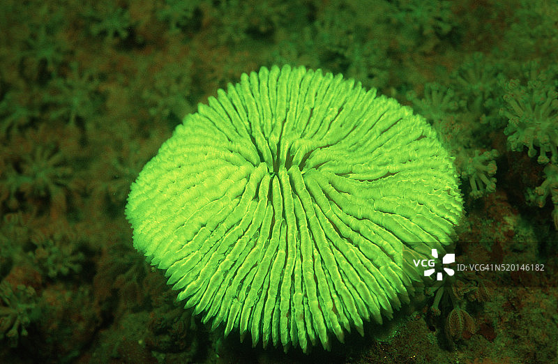 科莫多国家公园的荧光蘑菇珊瑚图片素材