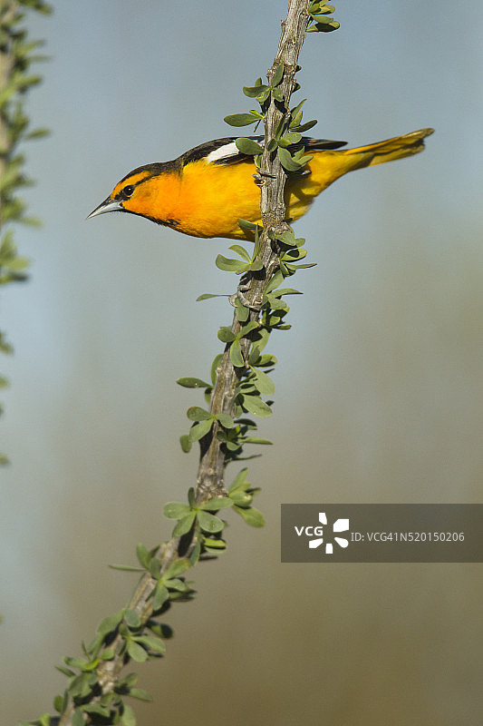 亚利桑那州的橙腹黄鹂图片素材