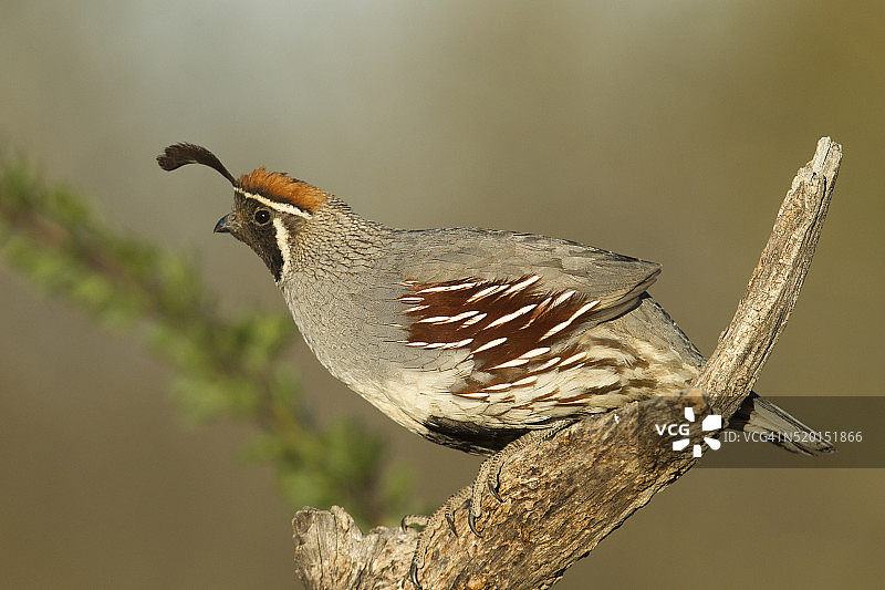 亚利桑那州南部的冈贝尔鹌鹑图片素材