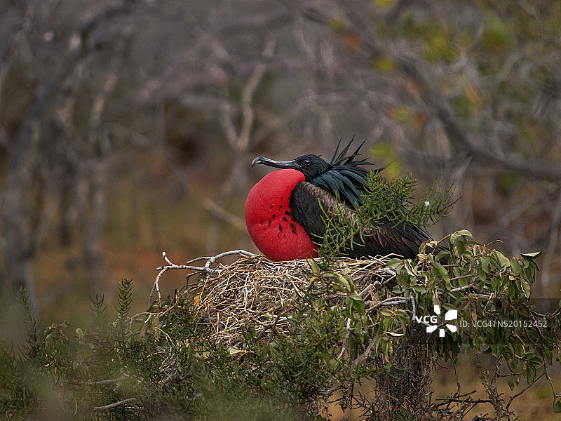 厄瓜多尔加拉帕戈斯群岛的雄性军舰鸟图片素材