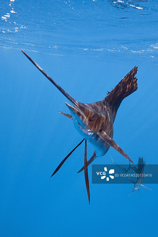 墨西哥尤卡坦半岛穆赫雷斯岛的大西洋旗鱼图片素材