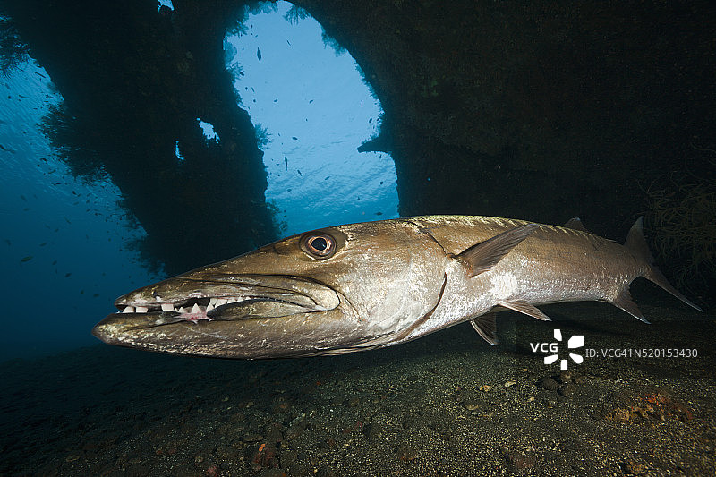 印度尼西亚巴厘岛图兰奔自由号沉船处的大梭鱼图片素材