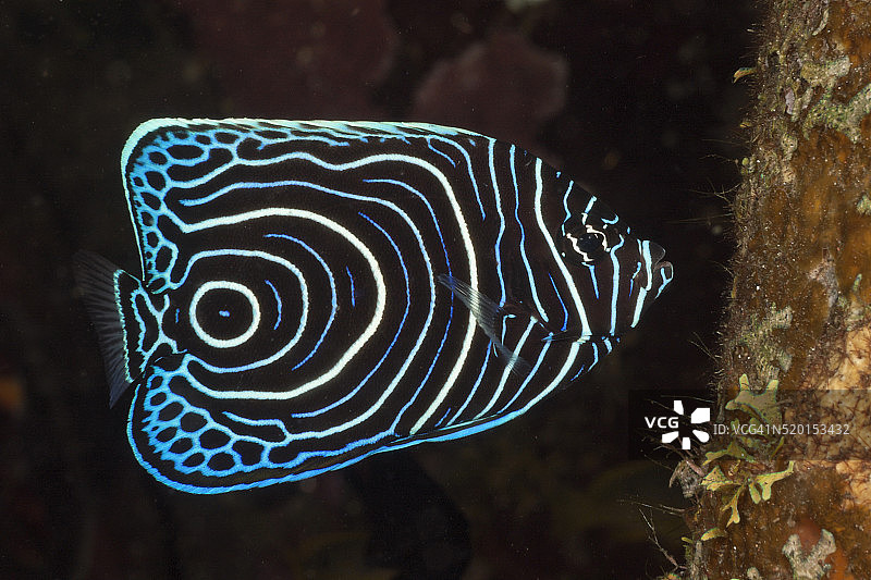 皇帝神仙鱼幼鱼(Pomacanthus imperator)，阿拉姆巴图，巴厘岛，印度尼西亚图片素材