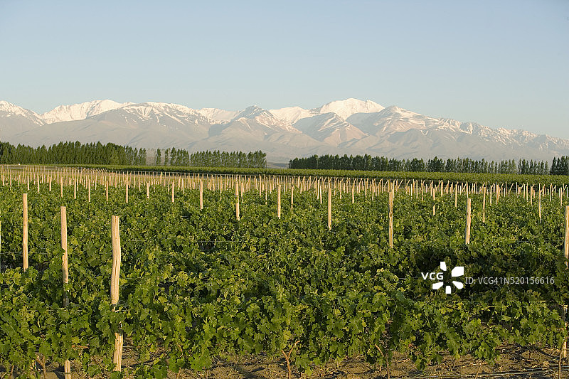 阿根廷葡萄酒产区图片素材