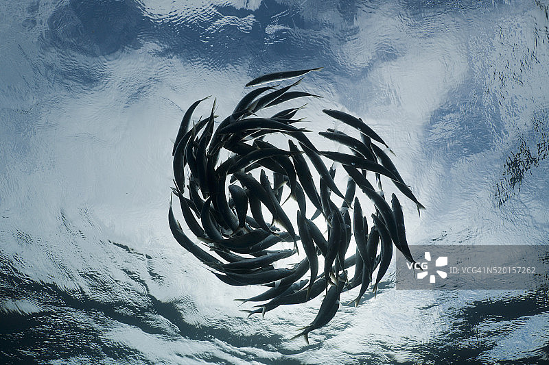 真沙丁鱼群（Sardina pilchardus），女人岛，尤卡坦半岛，加勒比海，墨西哥图片素材