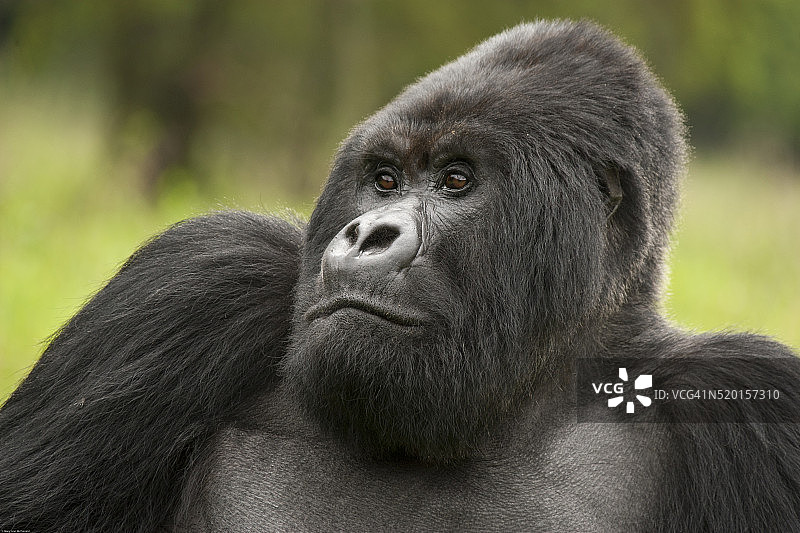 山地大猩猩9091_MA图片素材