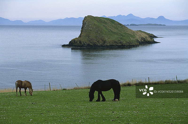 在海边吃草的设得兰矮种马图片素材