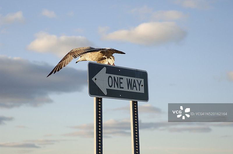 单向海鸥图片素材