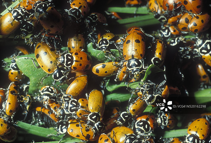 寒冷天气下聚集在植被中的瓢虫图片素材