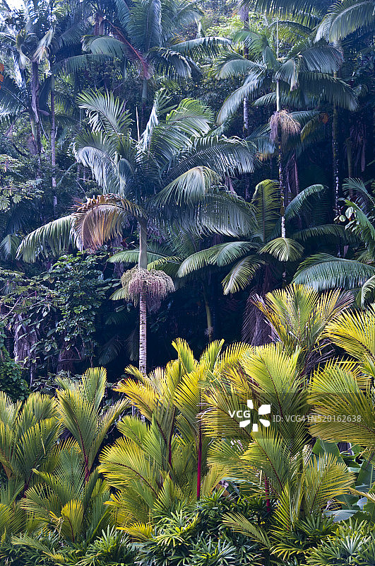 夏威夷棕榈树图片素材