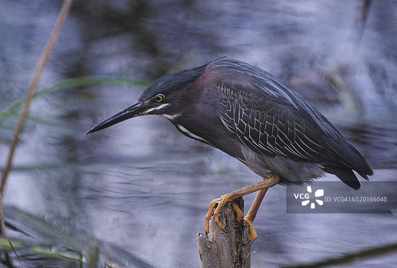 绿背鹭图片素材