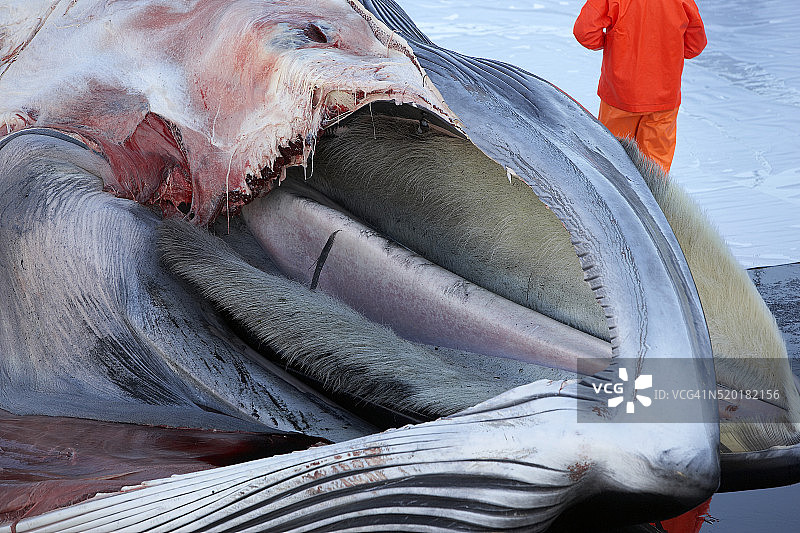 长须鲸头部特写图片素材
