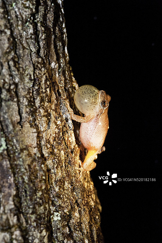 树上的蟋蟀蛙图片素材