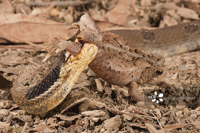 东部猪鼻蛇吞食美洲蟾蜍图片素材