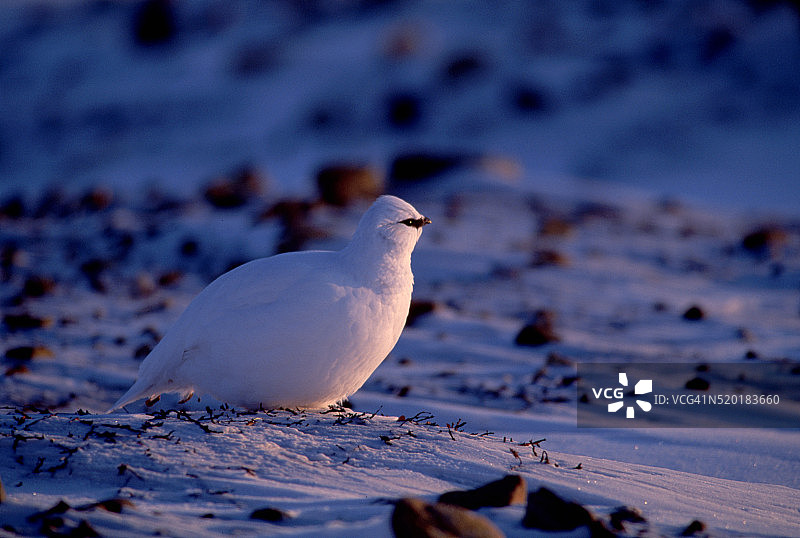 白岩雷鸟图片素材