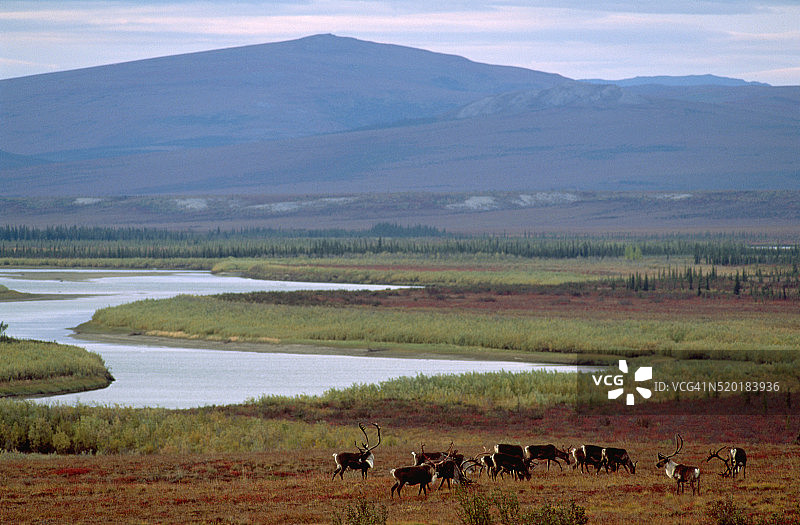 阿拉斯加苔原上的驯鹿群图片素材