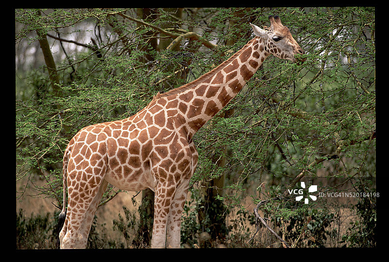 巴林戈长颈鹿图片素材