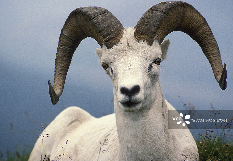 萨布尔山的达尔绵羊图片素材