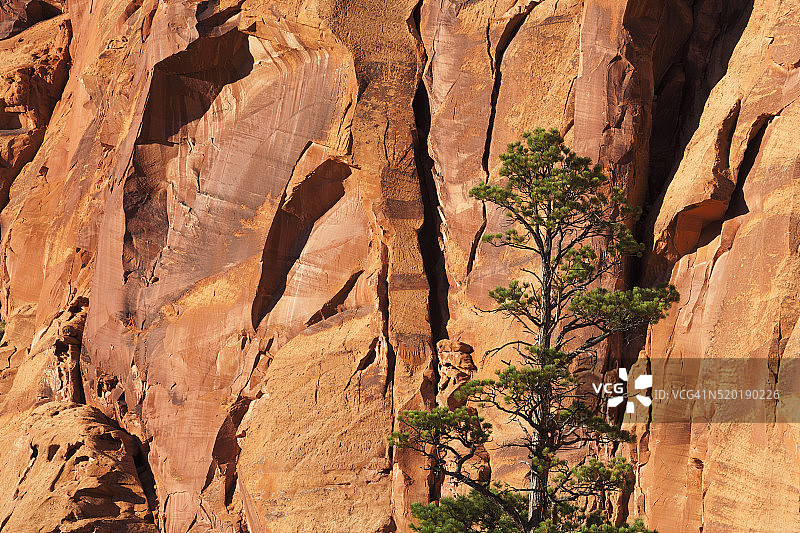 黄松生长在温盖特砂岩悬崖底部图片素材