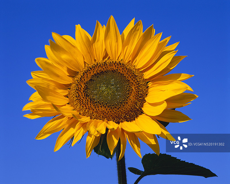 巨型向日葵图片素材