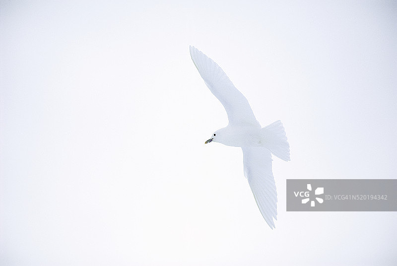 象牙鸥图片素材