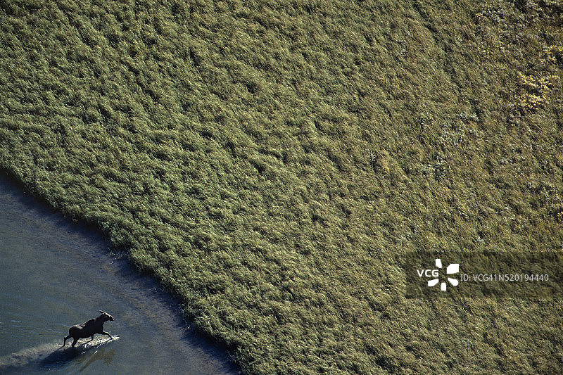 离开湖泊的驼鹿图片素材