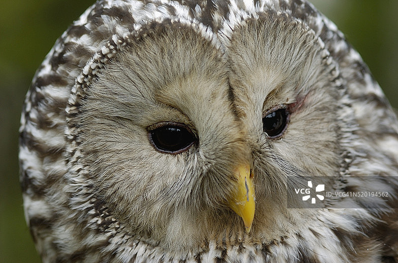 乌拉尔猫头鹰图片素材
