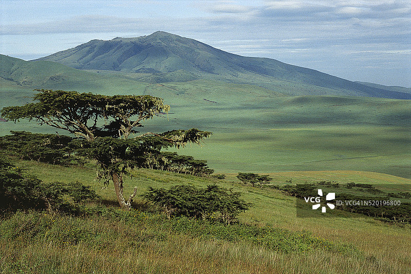 茂盛的热带草原图片素材