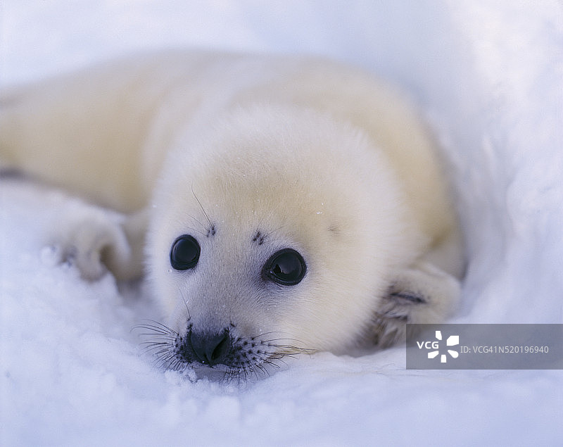 新生竖琴海豹图片素材